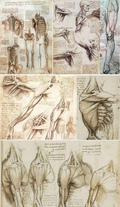 آناتومی بدن انسان در نقاشی